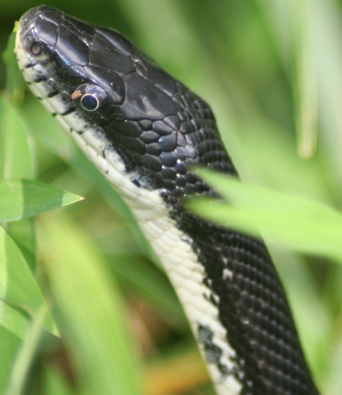 My Son Was Bitten By A Black Snake With A Belly Probably Black Racer